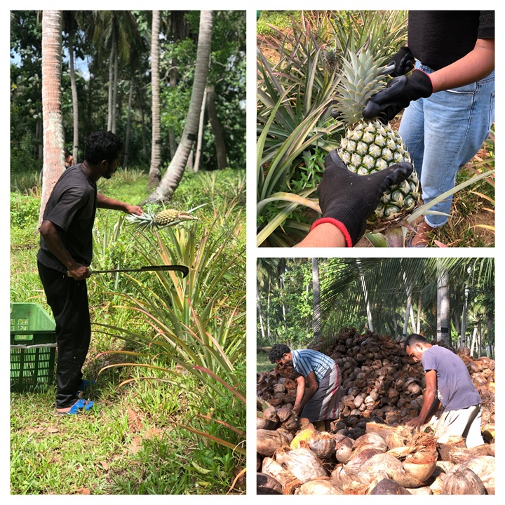 Avissa Organics plantation and products collage