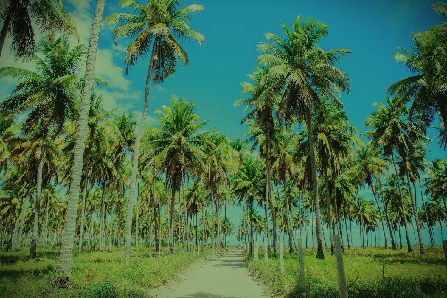 Coconut plantation background
