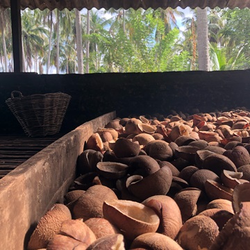 Collect Fresh Coconuts